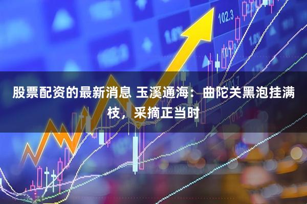 股票配资的最新消息 玉溪通海：曲陀关黑泡挂满枝，采摘正当时